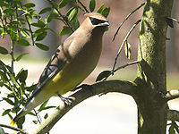 Cedar waxwing Cedar Waxwing-27527-2.jpg