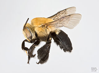 <i>Centris nitida</i> Species of bee