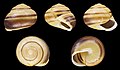 * Nomination Shell of a White-lipped snail, Cepaea hortensis --Llez 06:46, 29 December 2021 (UTC) * Promotion  Support Good quality -- Johann Jaritz 06:50, 29 December 2021 (UTC)