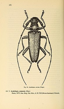 Cerambycidae of Northern Asia (Page 172) BHL32145572.jpg