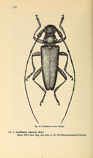 <i>Acalolepta cervina</i> Species of beetle