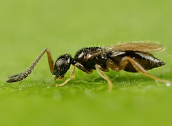 Ceraphonidae.jpg