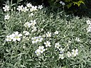 Cerastium tomentosum