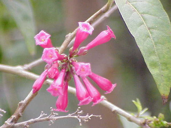 Cestrum elegans, ( subfamily : Cestroideae ), a shrub used as an ornamental.
