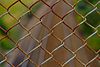 Chain-link.jpg