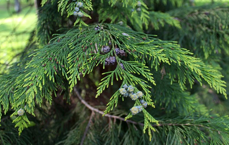 File:Chamaecyparis lawsoniana 'Stewartii' 02.JPG