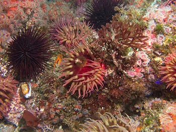 Urticina eques in a Channel Islands sea bottom rich in marine life. Also seen are a purple sea urchin, a chestnut cowrie, and many strawberry anemones. Channel Islands marine life.jpg