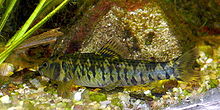 Dientudo (Characidium fasciatum)