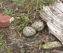 Charadrius hiaticula eggs.jpg