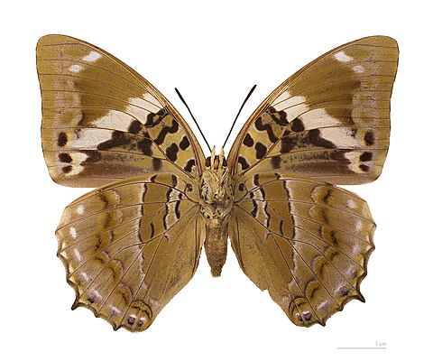 Museum specimen ♀ △ - Ventral side