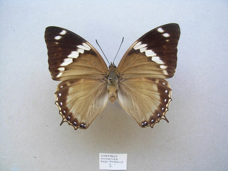 File:Charaxesnumenes aequatorialis.JPG