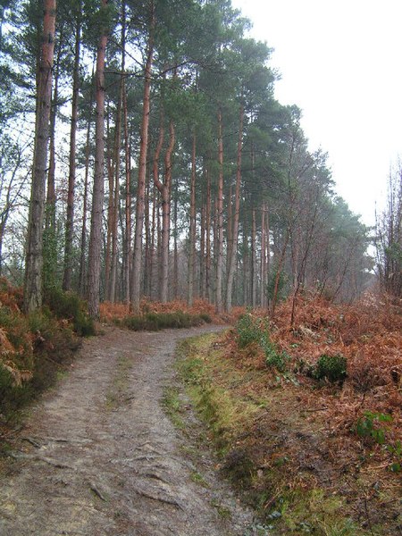 File:Chase Wood - geograph.org.uk - 121142.jpg