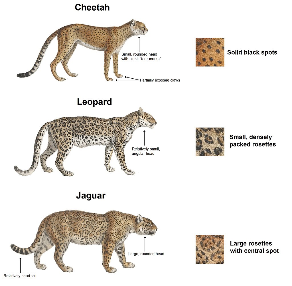 1024px-Cheetah,_leopard_&_jaguar_(en).jp