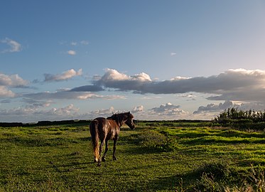 Chestnut horse, Fenais da Luz, São Miguel Island, Azores, Portugal