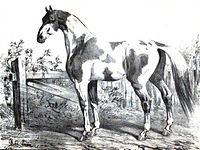 Cheval de Dongolah.jpg