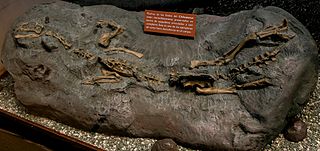 <i>Chilesaurus</i> Extinct genus of dinosaurs