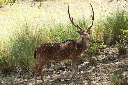 Chital deer in Nagarahole, India