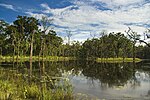 Un lago con troncos de árboles en el agua.