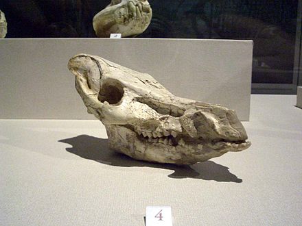 Chleuastochoerus fossil skull