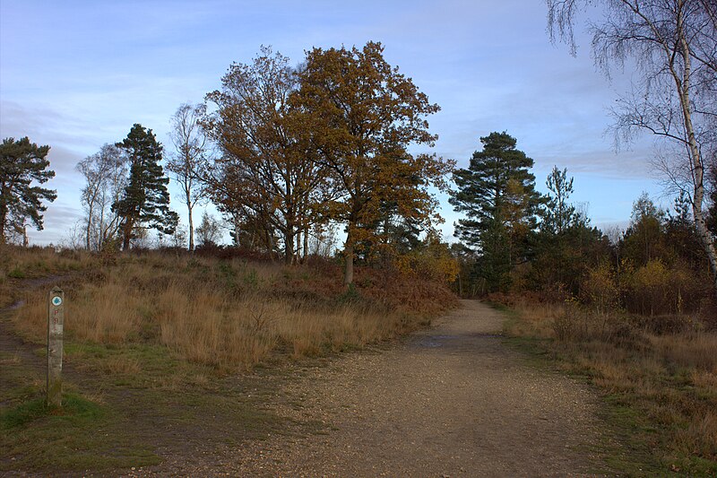 File:Chobham Common - geograph.org.uk - 5607015.jpg