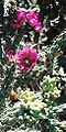 Cane Cholla flowers and fruit