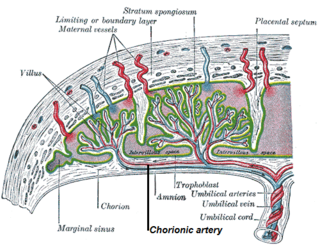 <span class="mw-page-title-main">Chorionic vessels</span>