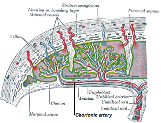 Vasculature of the placenta, with a chorionic artery labeled in . Chorionic artery.png
