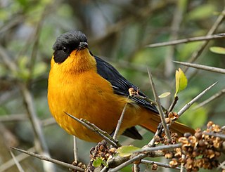 <span class="mw-page-title-main">Chorister robin-chat</span> Species of bird