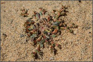 <i>Chorizanthe orcuttiana</i> Species of flowering plant