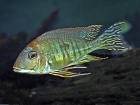 Geophagus altifrons