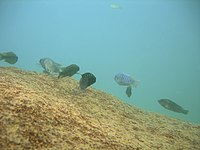 Unterwasseraufnahme von Buntbarschen (Mbuna) im Malawisee in ihrem Biotop, dem Felslitoral