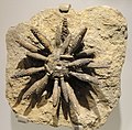 * Nomination Fossil in the Houston Museum of Natural Science, Texas, USA. By User:Daderot --Another Believer 23:08, 18 August 2020 (UTC) * Promotion  Support Good quality. --Jakubhal 03:50, 19 August 2020 (UTC)