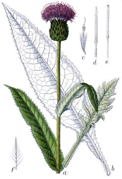 File:Cirsium heterophyllum (Sturm14, plate 004) clean, no-description.png