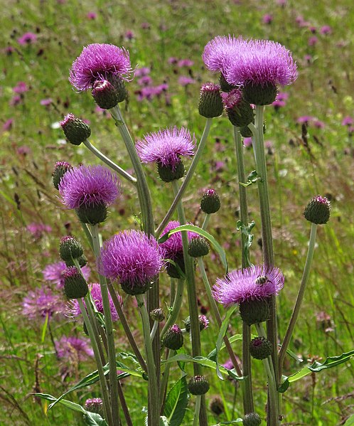 File:Cirsium heterophyllum 5 RF.jpg