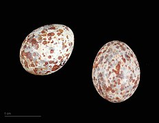 Cisticola galactotes (rufous-winged cisticola) egg