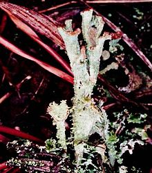 Cladonia grayi complex (proliferating) Cladonia grayi complex (EU1).jpg