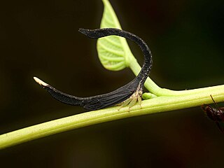 <i>Cladonota apicalis</i> Species of insect