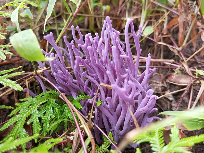 File:Clavaria sp.jpg