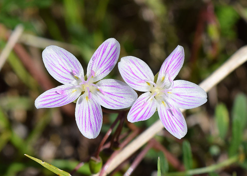 File:Claytonia virginica UMFS 1.jpg