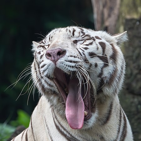 ไฟล์:Close-up view of the head of a white tiger, yawning with the tongue out.jpg