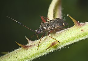 Popis tohoto obrázku, také komentován níže