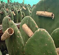 Zapotec cochineal nests on Opuntia ficus-indica host cacti