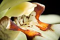 Coelogyne assamica Labellum