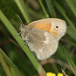 Coenonympha tullia – Flügelunterseite