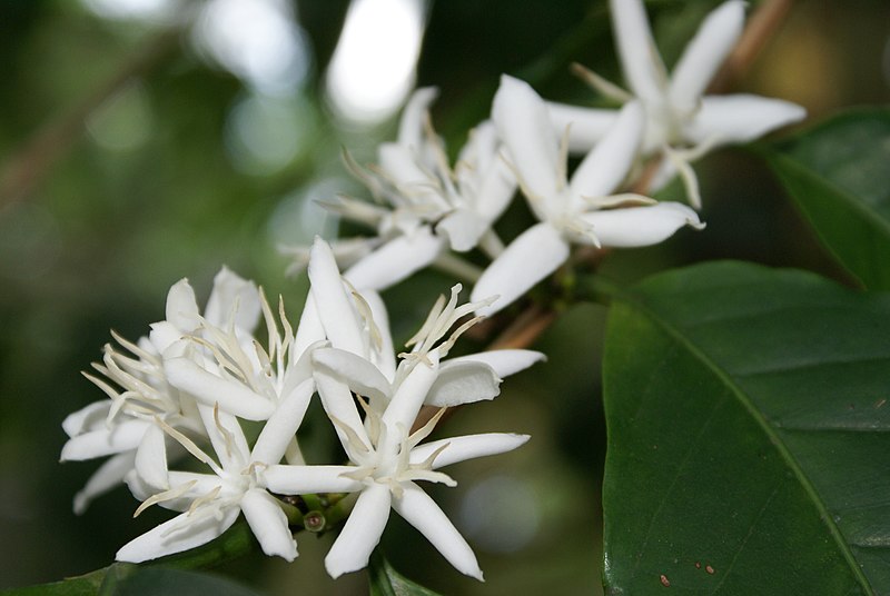 File:Coffea arabica flowers.JPG