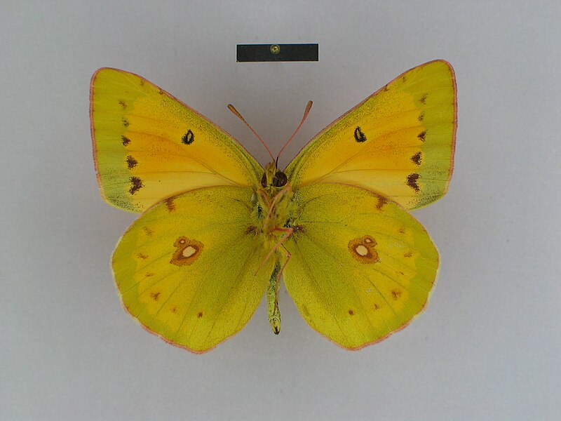 File:Colias thisoa irtyschensis male Paratype 04 ventral side ZISP.jpg