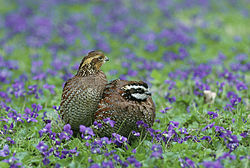 Colinus virginianus USFWS.jpg