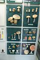 Collection of mushrooms.JPG