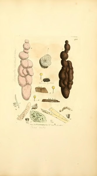 File:Coloured Figures of English Fungi or Mushrooms - t. 400.png