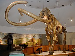 Fossilized skeleton of the Pliocene-Holocene elephant relative Mammuthus, or mammoth Columbian mammoth.JPG